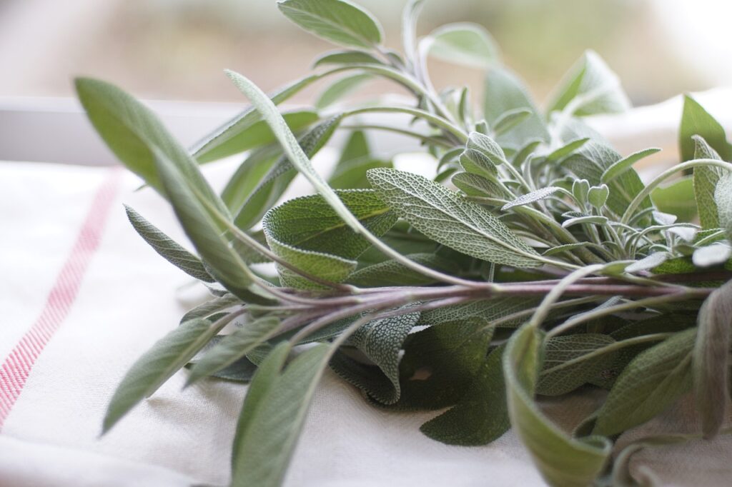 Les Plantes Aromatiques : Bien-Être et Plaisir des Sens