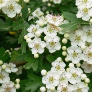 Aubépine - Crataegus monogyna