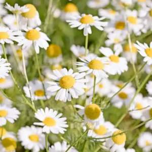 Camomille matricaire ( Matricaria chamomilla)