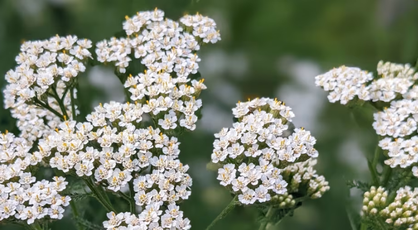 Achillée millefeuille - Achillea millefolium