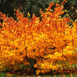 Hamamélis - Hamamelis virginiana