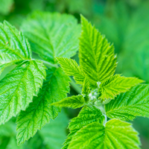 Framboisier – Rubus idaeus