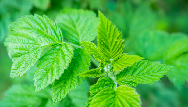 Framboisier – Rubus idaeus
