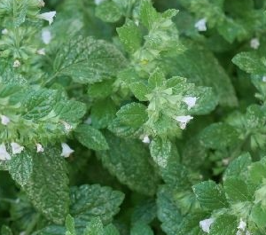 Mélisse - Melissa officinalis
