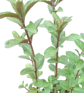 Menthe chocolat - Mentha x piperita 'Chocolate'