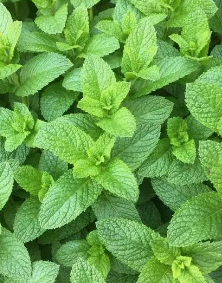 Menthe nanah - Mentha spicata