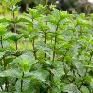 Menthe poivrée – Mentha × piperita