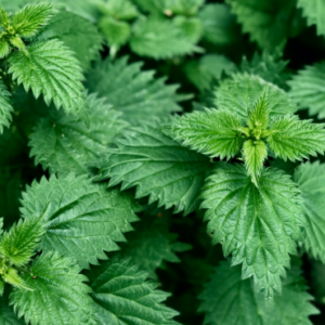 Ortie - Urtica dioica