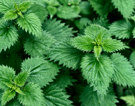 Ortie - Urtica dioica