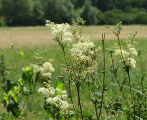 Reine des prés - Filipendula ulmaria