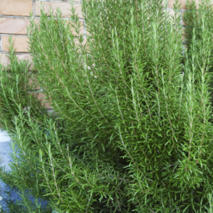 Romarin - Rosmarinus officinalis