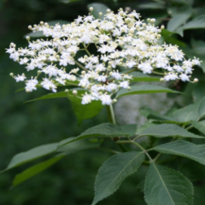 Sureau - Sambucus nigra