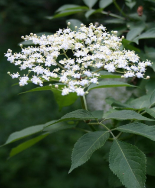 Sureau - Sambucus nigra