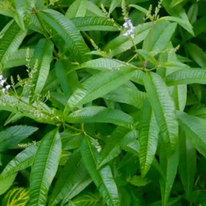 Verveine citronnelle - Aloysia citriodora