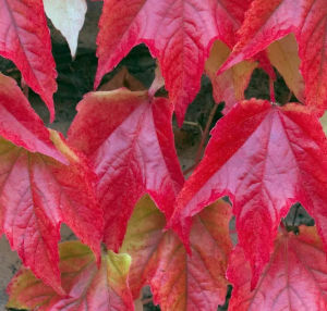Vigne rouge - Vitis vinifera
