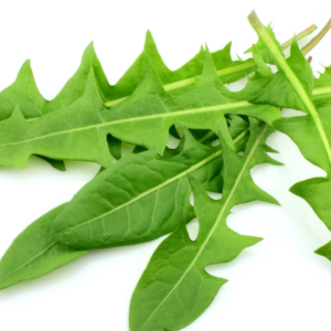 Pissenlit Feuilles - Taraxacum officinale