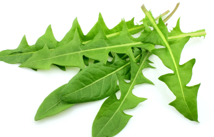 Pissenlit Feuilles - Taraxacum officinale