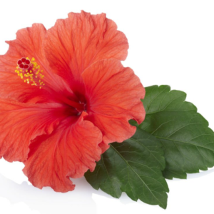 Hibiscus - Hibiscus sabdarifa