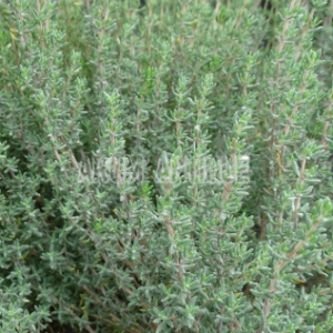 Thym - Thymus vulgaris